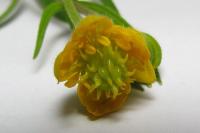 Ranunculus auricomus