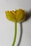 Ranunculus auricomus