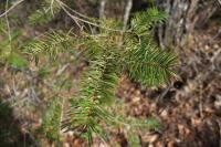 Pseudotsuga menziesii