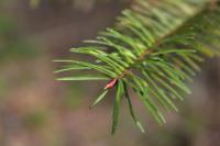 Pseudotsuga menziesii
