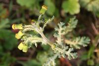 Senecio vulgaris