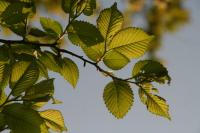 Ulmus minor