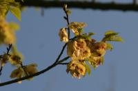 Ulmus minor