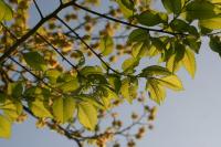 Ulmus minor