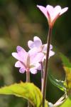 Epilobium montanum