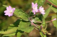 Epilobium montanum