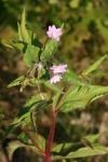 Epilobium montanum