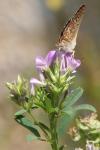 Medicago sativa