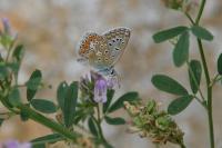 Medicago sativa