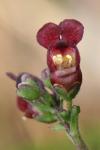 Scrophularia auriculata