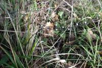 Lithospermum officinale