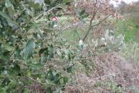 Quercus ilex