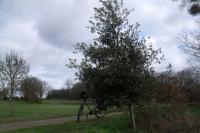 Quercus ilex