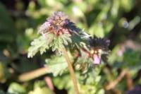 Lamium hybridum