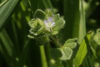 Veronica sublobata