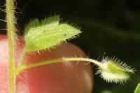 Veronica sublobata