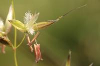 Arrhenatherum elatius