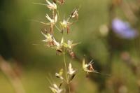 Arrhenatherum elatius