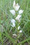 Cephalanthera longifolia