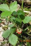 Fragaria vesca