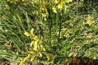 Genista sagittalis