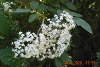 Sambucus nigra