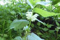 Lamium album