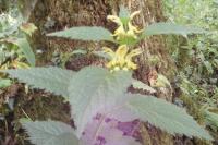 Lamium galeobdolon
