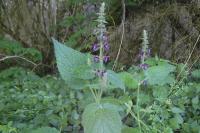 Stachys sylvatica
