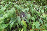 Allium ursinum