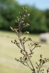 Scrophularia nodosa