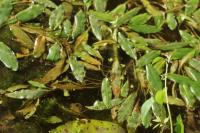 Potamogeton natans