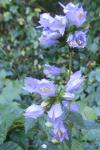 Campanula trachelium