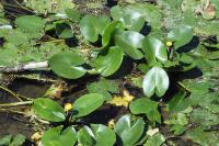 Nuphar lutea