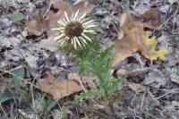 Carlina vulgaris