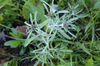 Gnaphalium