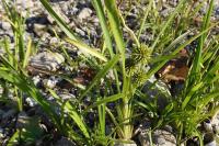 Sparganium emersum