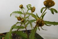 Bidens cernua