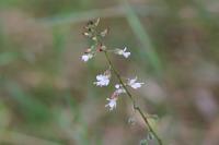 Circaea lutetiana