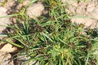 Cyperus fuscus