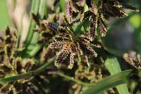 Cyperus fuscus