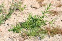 Cyperus eragrostis