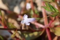 Lindernia dubia