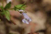 Lindernia dubia