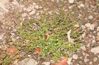 Lindernia dubia
