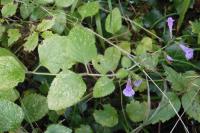 Clinopodium nepeta