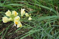 Linaria vulgaris