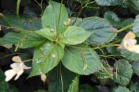 Impatiens parviflora