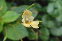 Impatiens parviflora