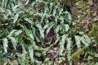 Asplenium scolopendrium